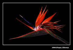 фото "The bird"