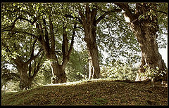 photo "treemen"