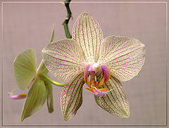 фото "орхидея"