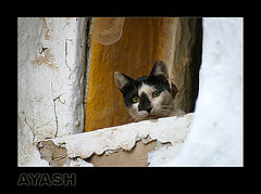 фото "Curiosity !!!"