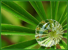 photo "A Droplet"