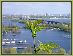 photo "In remembrance of the spring..."