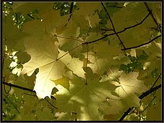 photo "Under a roof of solar foliage"