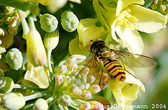 photo "fly"