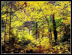 photo "Autumn (again)"