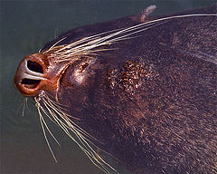 photo "Nose"