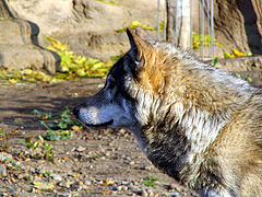 photo "animal"