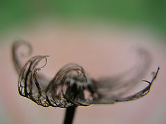 photo "Untitled photo"