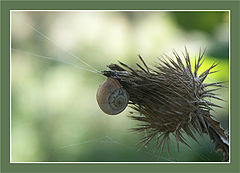 photo "Triumph of the forms"
