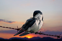 photo "the litle bird"