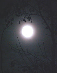 photo "Untitled photo"