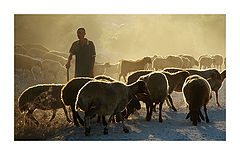 photo ""The good shepherd #3""
