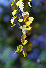 photo "Birch branch"