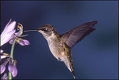 photo "Female Ruby Throated Hummingbird"