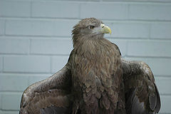 photo "I`m sitting by bars in the damp blackened cell"
