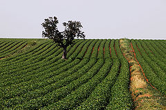 photo "green waves"