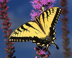 photo "Papilio Glaucus"