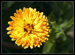 photo "flower and small beetle"