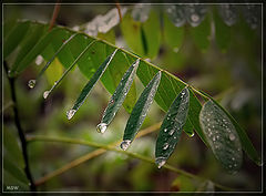 photo "Do-Re-Mi..."