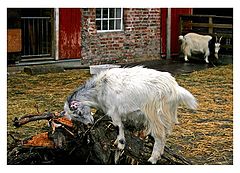 photo "Norwegian farmer mood"