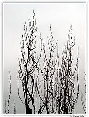 фото "***"