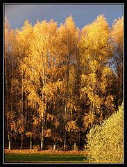 photo "Autumn evening"