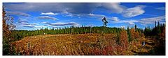 photo "Colors of fall in our forest."