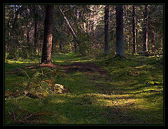 photo "It is dear in depth of a wood"