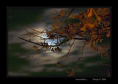 photo "... moonshine ..."