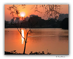 фото "Dried Branch and Sunset"