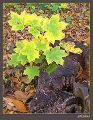 photo "colours of autumn"