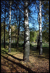 photo "blue - green - brown"