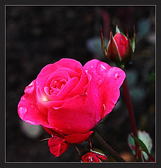 photo "October Rose"