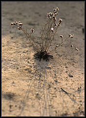 photo "on the edge of the sunset shadow"