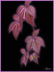 photo "Lilac imagination"