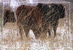 photo "The grassland"