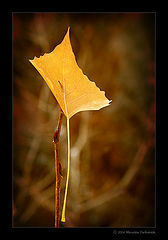 photo "Autumn Leaf"