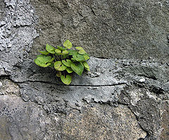 photo "Unconquerable"