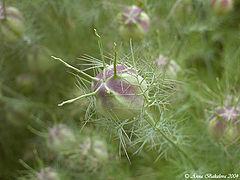 фото "Nature`s Defense"