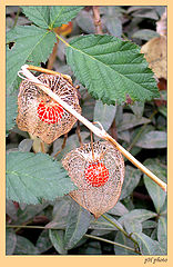 photo "chinese lanterns"