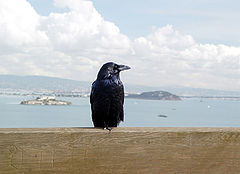 photo "About birds and people - 4 (The Guard)"