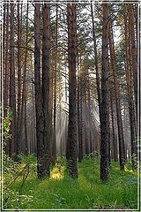 фото "лучистый лес"