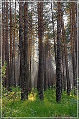 photo "radiant forest"