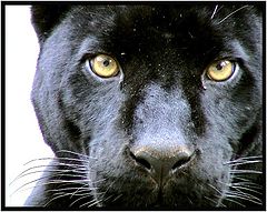 photo "The look in eyes"