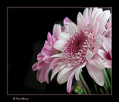 photo "Gerberas"