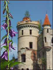photo "Flora and fauna:))"