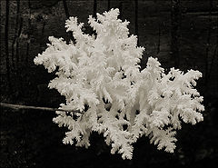 photo "***"