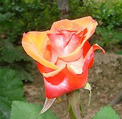 фото "Роза - еще"