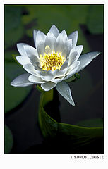 фото "Hydrofloriste"