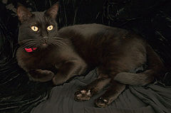 photo "Lizcas portrait"